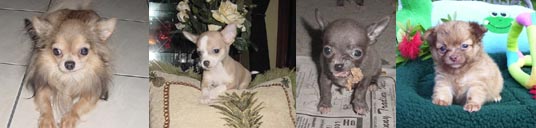chihuahua breeder chihuahua puppies chihuahua dog breeders