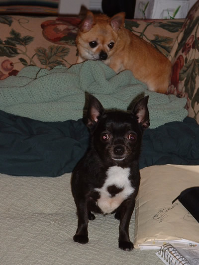 Uey's has     - chihuahua - and presa canarios for YOU!