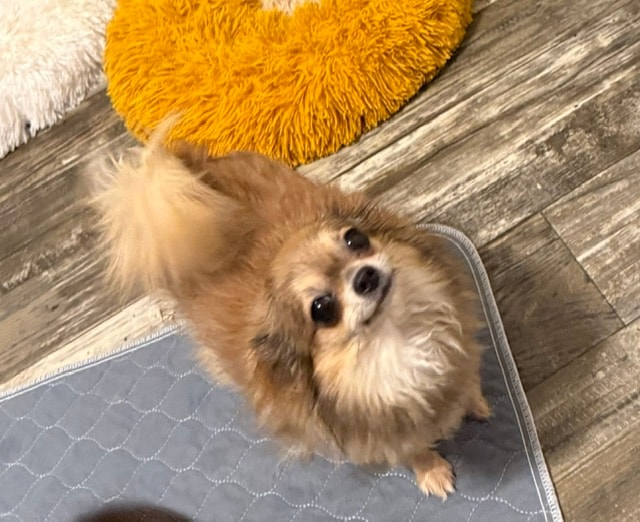 Poopsie — Chihuahua