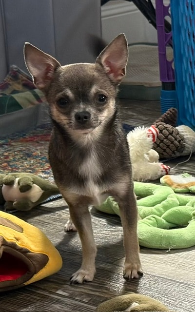 Drita — Chihuahua