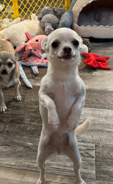 Jeanine — Chihuahua