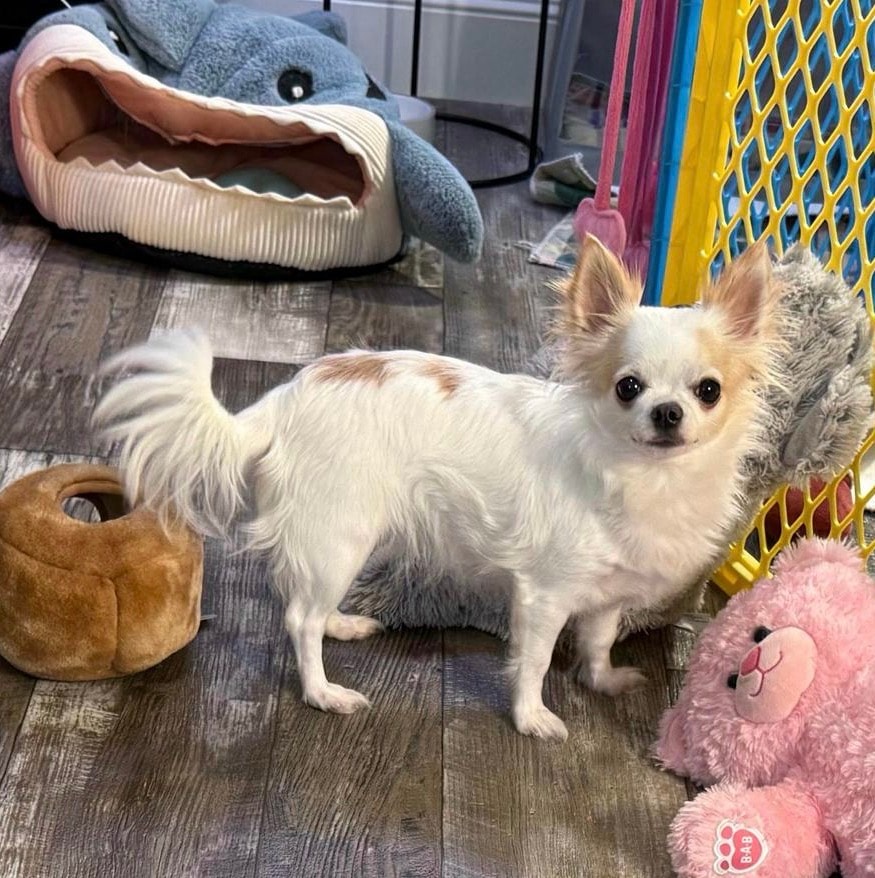 Paulina — Chihuahua