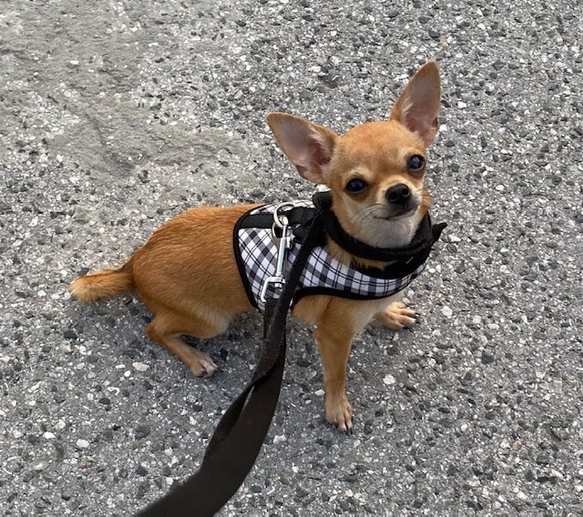 Scrumptious — Chihuahua