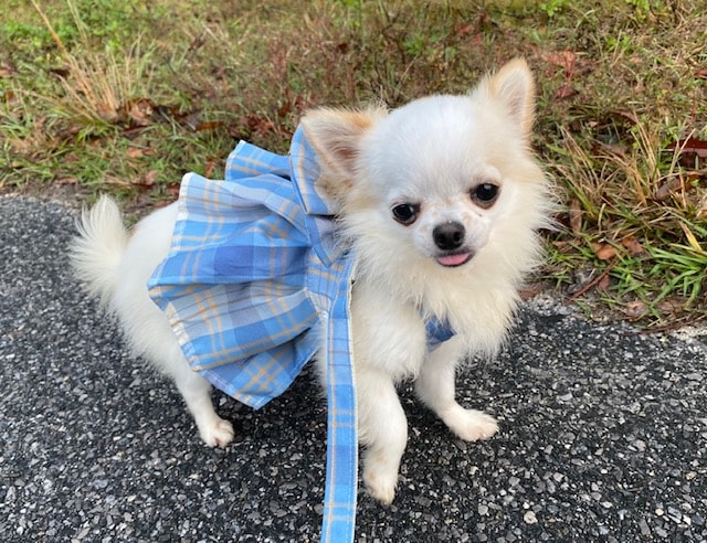 Bannon — Chihuahua