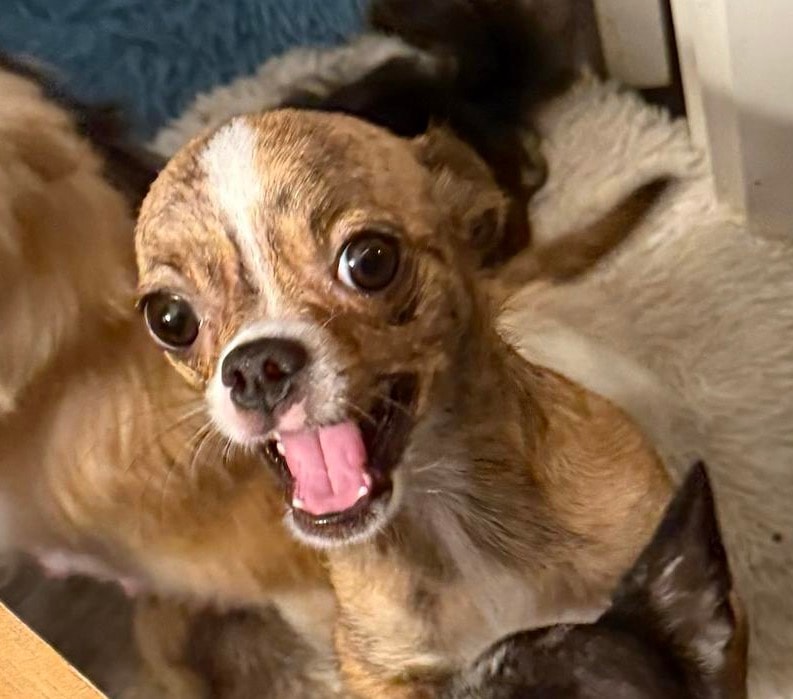 Nancy — Chihuahua