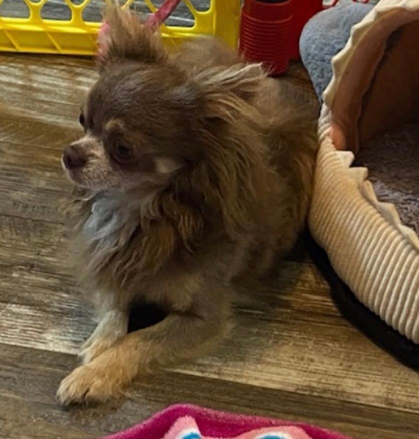 Boris — Chihuahua