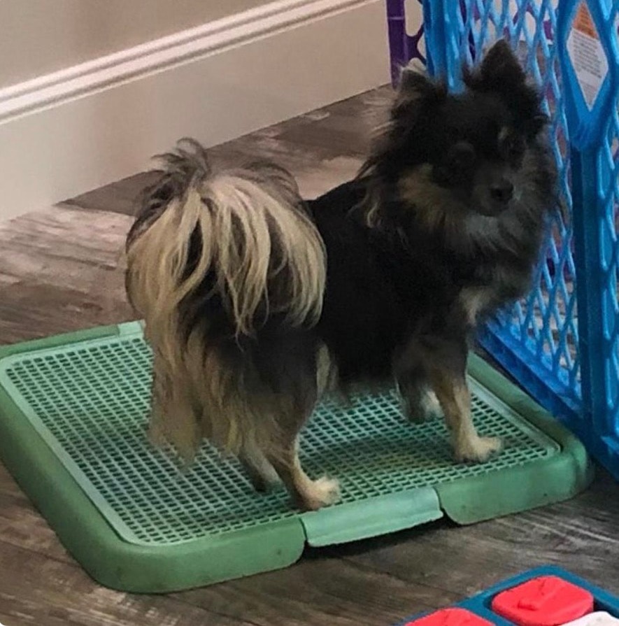 Matcha — Chihuahua