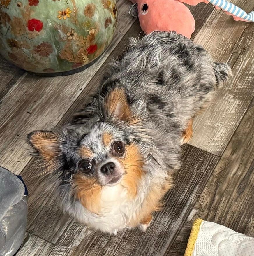 Sparkles — Chihuahua
