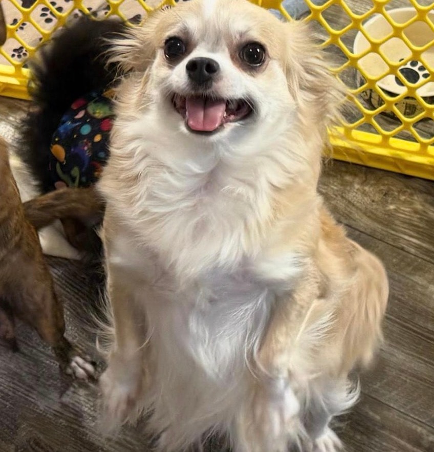 Marjorie — Chihuahua