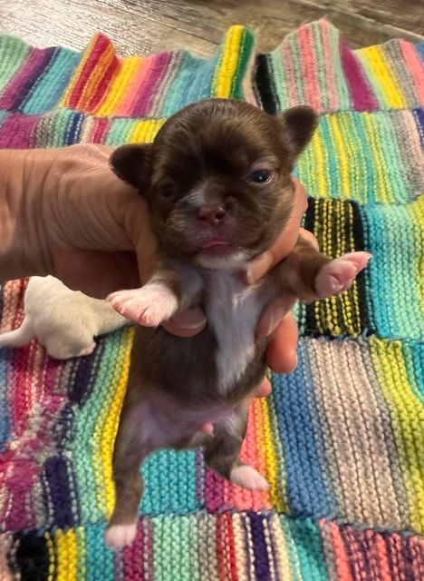 Chihuahua puppy