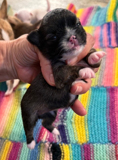 Chihuahua puppy