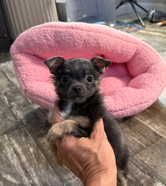 Chihuahua puppy