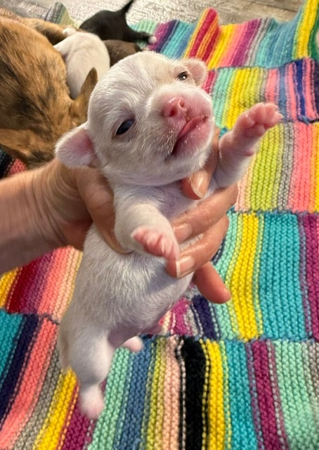 Chihuahua puppy
