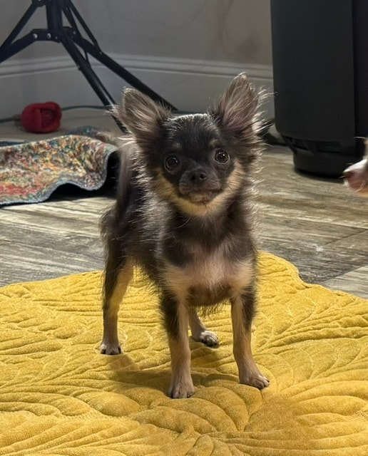 Chihuahua puppy