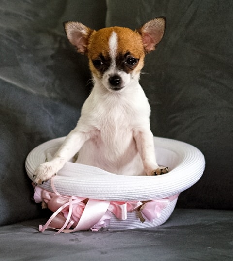 Angel Baby — one of our Chihuahua puppies