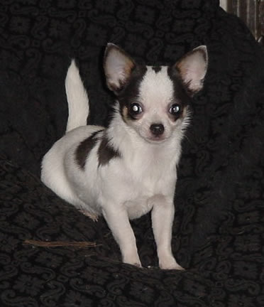 Uey's has - chihuahua - for YOU!